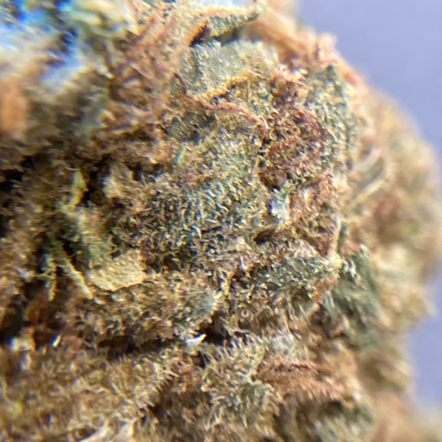 Black Rock Greenhouse Exótica- 28 gr