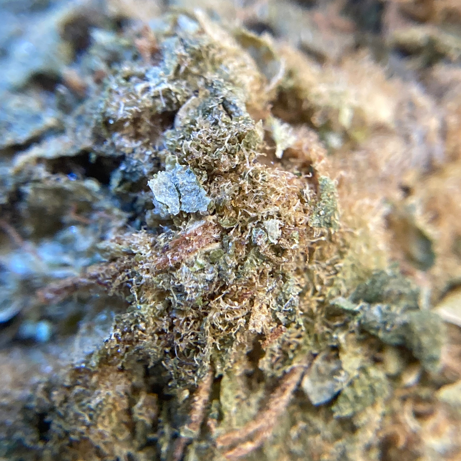 Black Rock Greenhouse Exótica- 28 gr