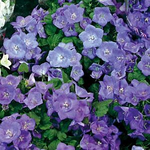 BLUE CLIPS BELLFLOWER (CAMPANULA CARPATICA BLUE CLIPS) BLUE CLIPS BELLFLOWER (CAMPANULA CARPATICA BLUE CLIPS)