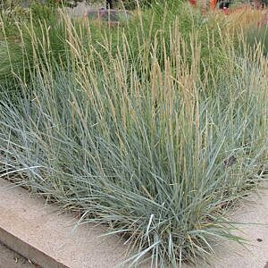 BLUE LYME GRASS  (LEYMUS ARENARIUS ‘BLUE DUNE’)