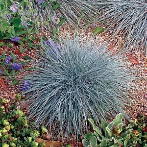BLUE FESCUE (FESTUCA OVINA GLAUCA)