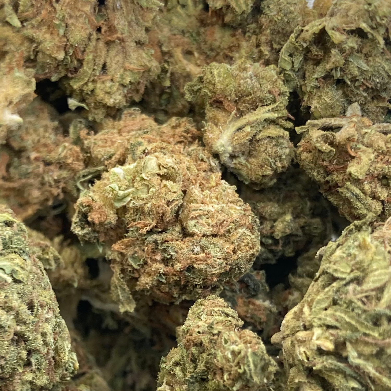Banana Indoor Básica- 28 gr