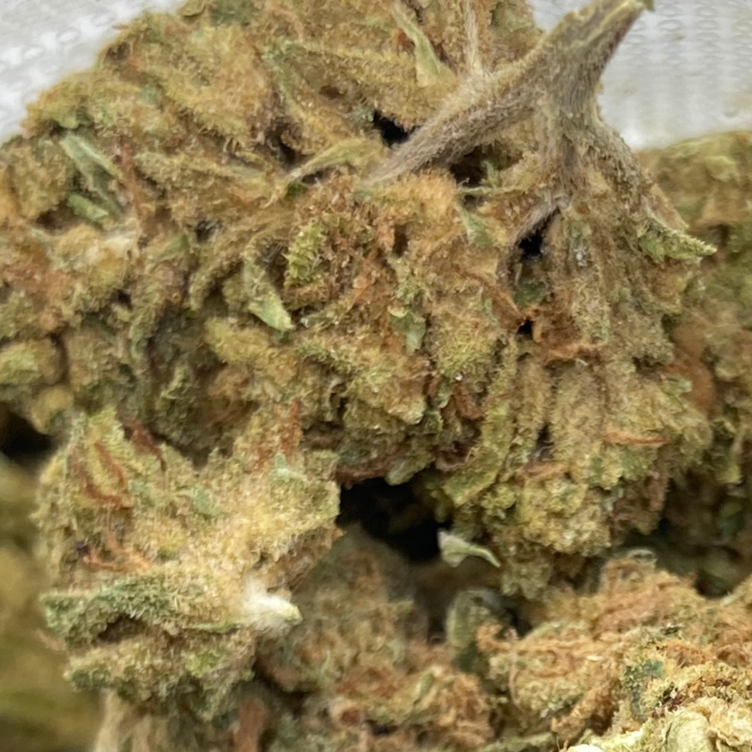 Banana Indoor Básica- 28 gr