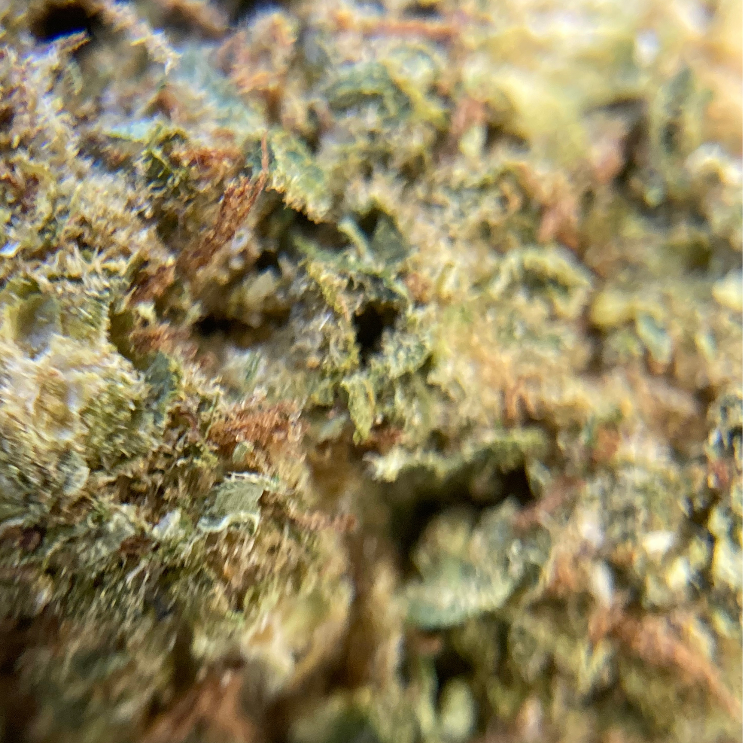 Banana Indoor Básica- 28 gr