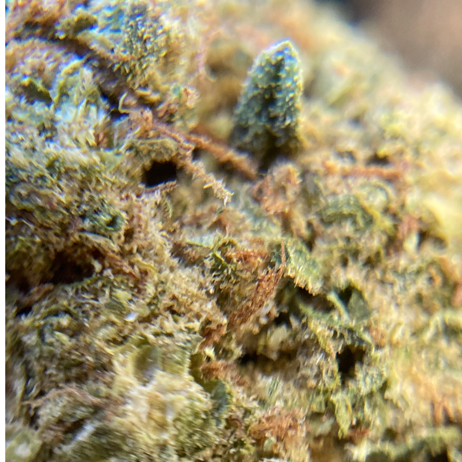 Banana Indoor Básica- 28 gr