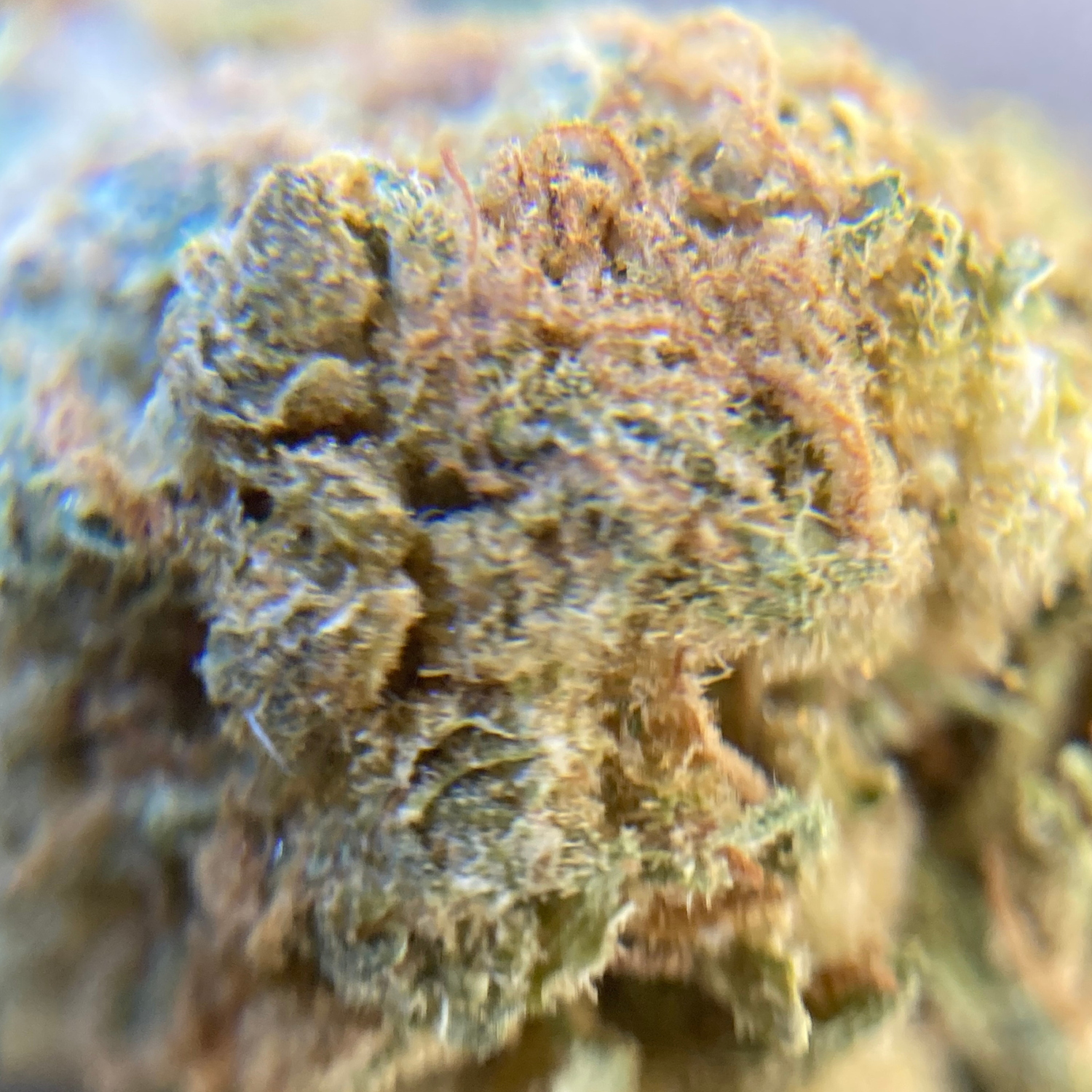 Banana Indoor Básica- 28 gr