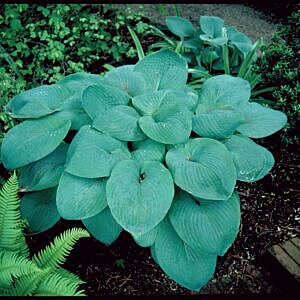 BRESSINGHAM BLUE HOSTA (HOSTA ‘BRESSINGHAM BLUE’)