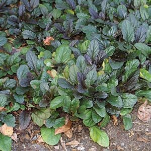 BRONZE BEAUTY BUGLEWEED (AJUGA REPTANS ‘BRONZE BEAUTY’)