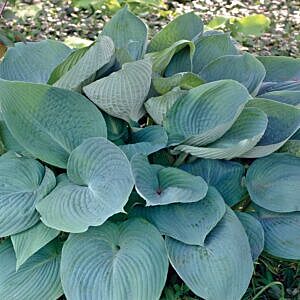 BLUE ANGEL HOSTA (HOSTA ‘BLUE ANGEL’)
