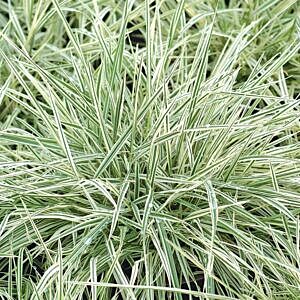 BULBOUS OAT GRASS (ARRHENATHERUM ELATIUS BULBOSUM ‘VARIEGATED’)