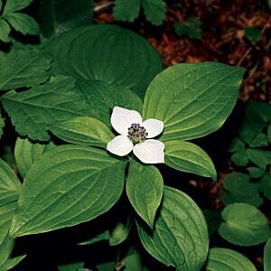BUNCHBERRY (CORNUS CANADENSIS)