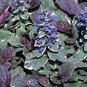 BURGUNDY GLOW BUGLEWEED