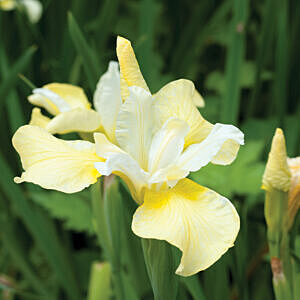 BUTTER AND SUGAR SIBERIAN IRIS (IRIS SIBIRICA ‘BUTTER AND SUGAR’)