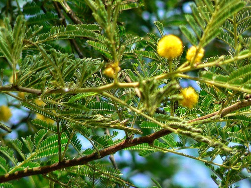 Nattukarvelam (நாட்டுக்கருவேல் )