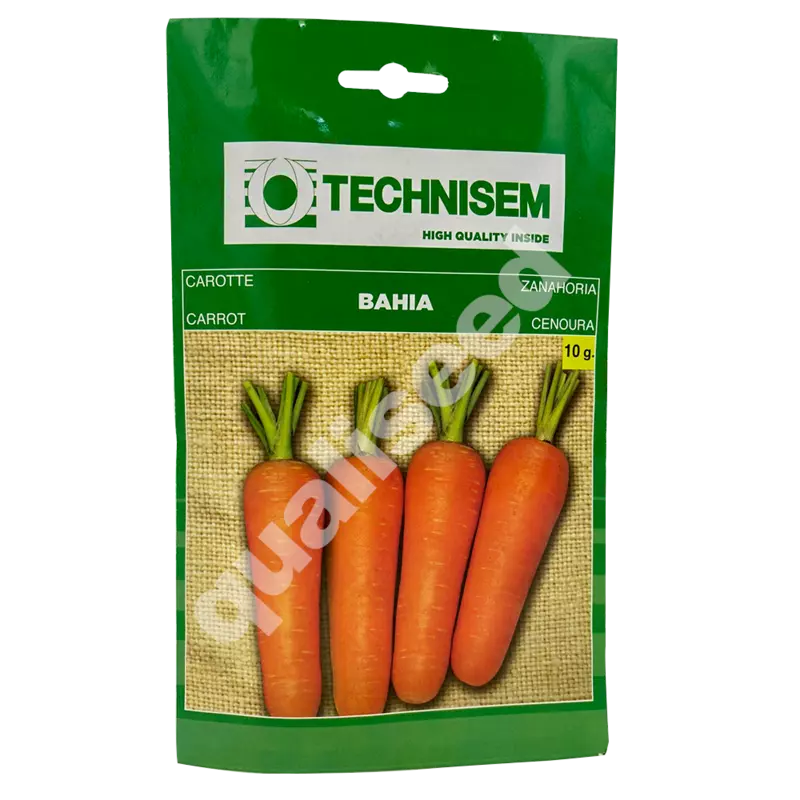 CARROT BAHIA