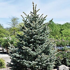 BAKERI SPRUCE (PICEA PUNGENS ‘BAKERI’)