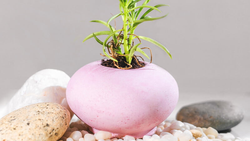 Nidha: Patra Pot