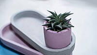 Oval Tray