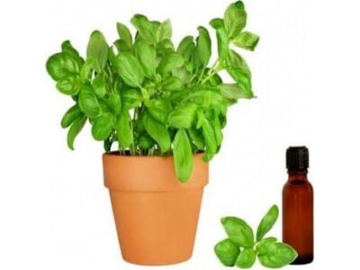 Basil Oil Basil Oil