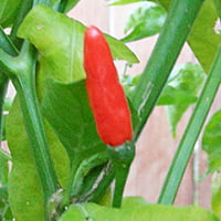 African Birds Eye Chili Pepper Flakes (Piri Piri (Peri Peri)) Crushed Red Chili Flakes (5 Sizes)
