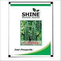 Bitter Gourd Ajanta - Shine Brand Seeds