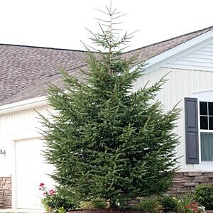 BLACK HILLS WHITE SPRUCE (PICEA GLAUCA DENSATA)
