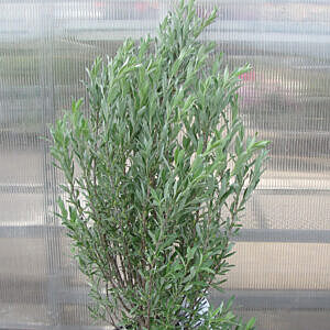 BLUE FOX WILLOW (SALIX BRACHYCARPA)