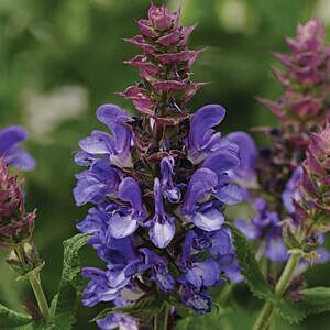 BLUE MARVAL SAGE (SALVIA ‘BLUE MARVEL’)
