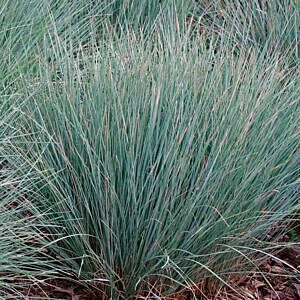 BLUE OAT GRASS (HELICTOTRICHON SEMPERVIRENS) BLUE OAT GRASS (HELICTOTRICHON SEMPERVIRENS)