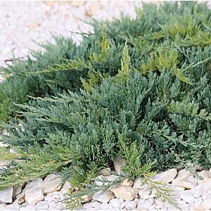 BLUE RUG JUNIPER (JUNIPERUS HORIZONTALIS ‘WILTONII’)
