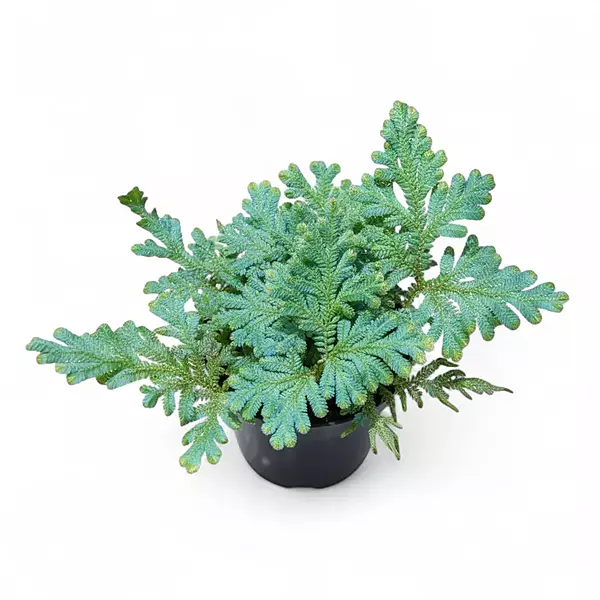 Wildenow's Spikemoss Potted