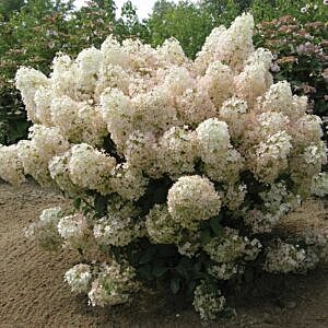 BOBO® HYDRANGEA (HYDRANGEA PANICULATA BOBO®)