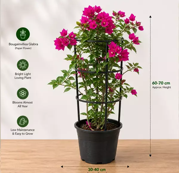 Bougainvillea Glabra