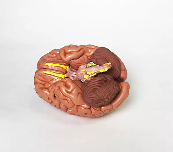Brain Model - 8 Part