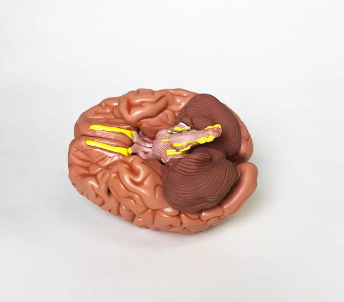 Brain Model - 8 Part