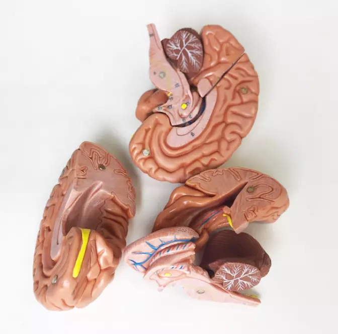 Brain Model - 8 Part