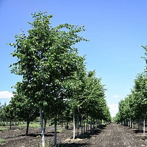 BRANDON ELM (ULMUS AMERICANA ‘BRANDON’)