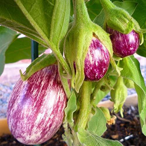 Pink Striped  Brinjal  | பிங்க் வரி கத்தரி