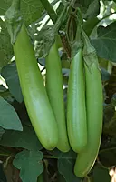 Brinjal Long Green | பச்சை நீட்ட கத்தரி