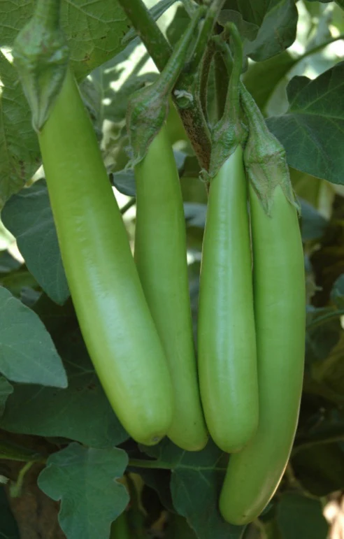 Brinjal  Long Green | பச்சை நீட்ட  கத்தரி