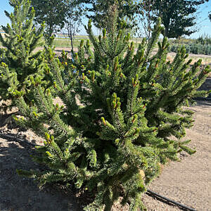 BRISTLE CONE PINE (PINUS ARISTATA)