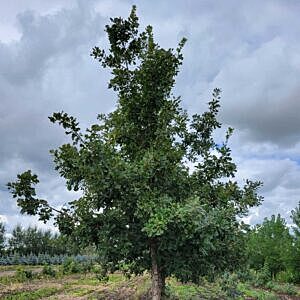 BUR OAK (QUERCUS MACROCARPA)