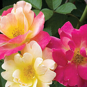 CAMPFIRE ROSE (ROSA ‘CAMPFIRE’)