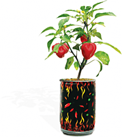 Trio Box Peppers Growing Kit