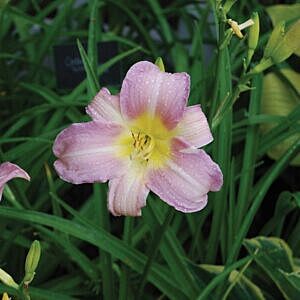 CATHERINE WOODBURY DAYLILY (HEMEROCALLIS ‘CATHERINE WOODBURY’)