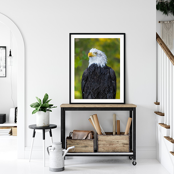 CB Photography American Bald Eagle