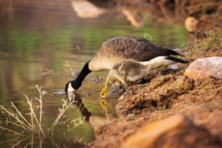 CB Photography Goose And Gosling Drinking