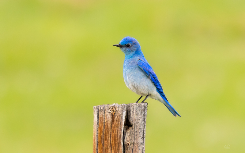 Mountain Bluebird Thrush