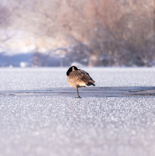 CB Photography Goose Resting On Frozen Pond