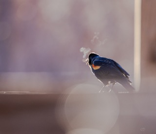 CB Photography Red Wing Black Bird Singing On Winter Morning